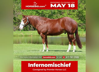 Quarter horse américain, Hongre, 4 Ans, 152 cm, Alezan cuivré