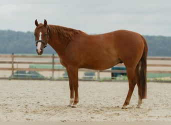 Quarter horse américain, Hongre, 4 Ans, 152 cm, Alezan