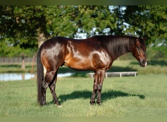 Quarter horse américain, Hongre, 4 Ans, 152 cm, Bai cerise