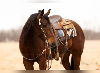 Quarter horse américain, Hongre, 4 Ans, 152 cm, Bai cerise
