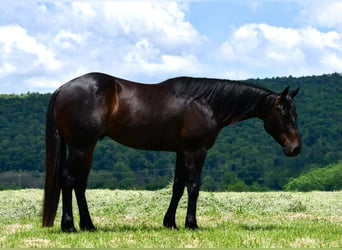 Quarter horse américain, Hongre, 4 Ans, 152 cm, Bai cerise