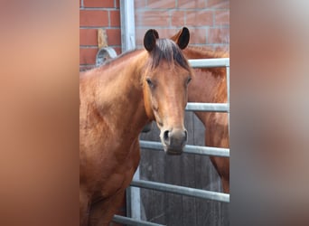 Quarter horse américain, Hongre, 4 Ans, 152 cm, Bai