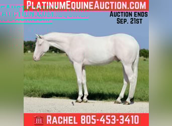 Quarter horse américain, Hongre, 4 Ans, 152 cm, Blanc