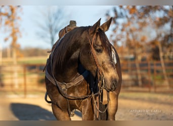 Quarter horse américain, Hongre, 4 Ans, 152 cm, Buckskin