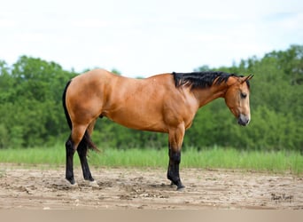 Quarter horse américain, Hongre, 4 Ans, 152 cm, Buckskin