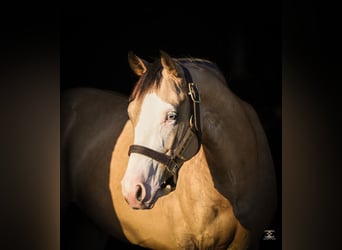 Quarter horse américain, Hongre, 4 Ans, 152 cm, Buckskin