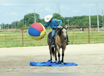 Quarter horse américain, Hongre, 4 Ans, 152 cm, Buckskin