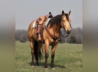 Quarter horse américain, Hongre, 4 Ans, 152 cm, Buckskin