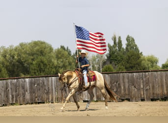 Quarter horse américain, Hongre, 4 Ans, 152 cm, Champagne