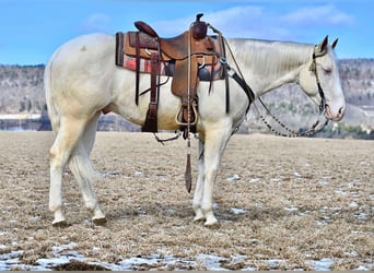 Quarter horse américain, Hongre, 4 Ans, 152 cm, Cremello