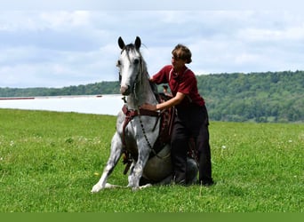 Quarter horse américain, Hongre, 4 Ans, 152 cm, Gris pommelé