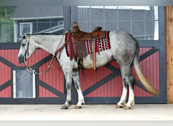 Quarter horse américain, Hongre, 4 Ans, 152 cm, Gris pommelé