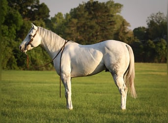 Quarter horse américain, Hongre, 4 Ans, 152 cm, Gris pommelé