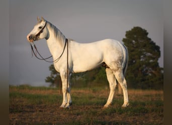 Quarter horse américain, Hongre, 4 Ans, 152 cm, Gris pommelé
