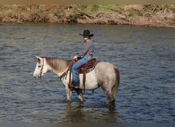 Quarter horse américain, Hongre, 4 Ans, 152 cm, Gris