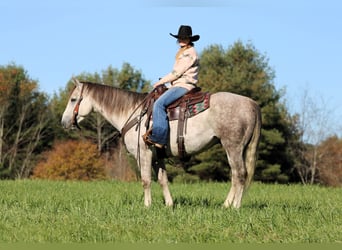 Quarter horse américain, Hongre, 4 Ans, 152 cm, Gris