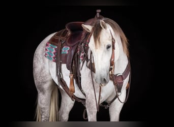 Quarter horse américain, Hongre, 4 Ans, 152 cm, Gris
