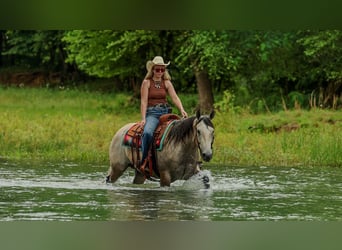 Quarter horse américain, Hongre, 4 Ans, 152 cm, Gris