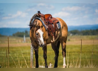 Quarter horse américain, Hongre, 4 Ans, 152 cm, Isabelle