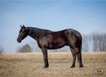 Quarter horse américain, Hongre, 4 Ans, 152 cm, Noir