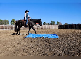 Quarter horse américain, Hongre, 4 Ans, 152 cm, Noir