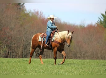 Quarter horse américain, Hongre, 4 Ans, 152 cm, Palomino