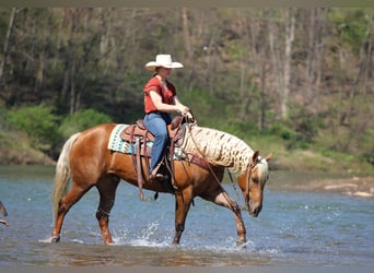 Quarter horse américain, Hongre, 4 Ans, 152 cm, Palomino