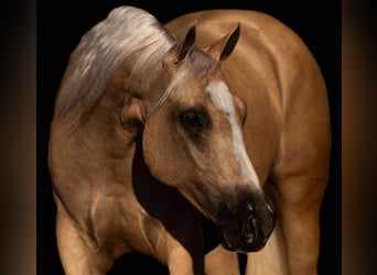 Quarter horse américain, Hongre, 4 Ans, 152 cm, Palomino