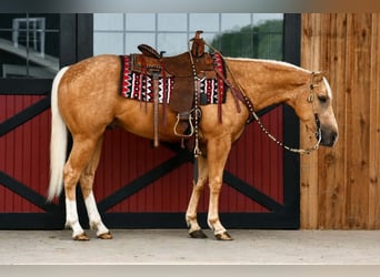 Quarter horse américain, Hongre, 4 Ans, 152 cm, Palomino
