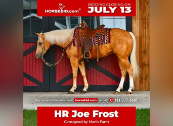 Quarter horse américain, Hongre, 4 Ans, 152 cm, Palomino