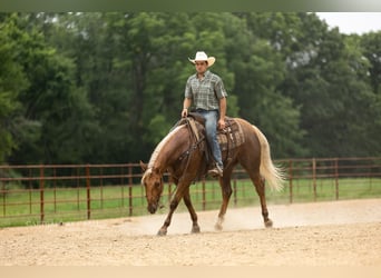 Quarter horse américain, Hongre, 4 Ans, 152 cm, Palomino