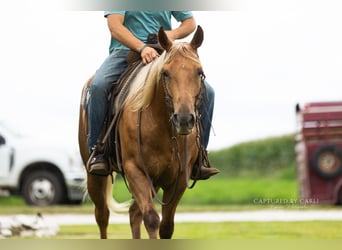 Quarter horse américain, Hongre, 4 Ans, 152 cm, Palomino