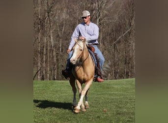 Quarter horse américain, Hongre, 4 Ans, 152 cm, Palomino