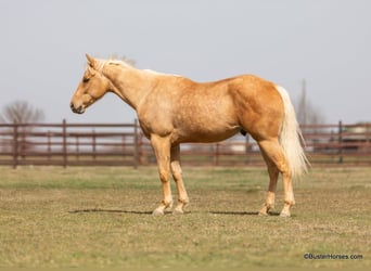 Quarter horse américain, Hongre, 4 Ans, 152 cm, Palomino