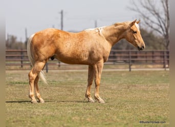 Quarter horse américain, Hongre, 4 Ans, 152 cm, Palomino