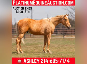 Quarter horse américain, Hongre, 4 Ans, 152 cm, Palomino