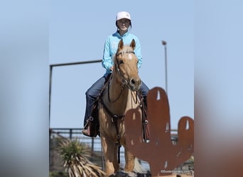 Quarter horse américain, Hongre, 4 Ans, 152 cm, Palomino