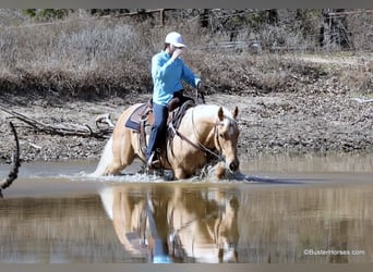 Quarter horse américain, Hongre, 4 Ans, 152 cm, Palomino