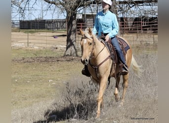 Quarter horse américain, Hongre, 4 Ans, 152 cm, Palomino