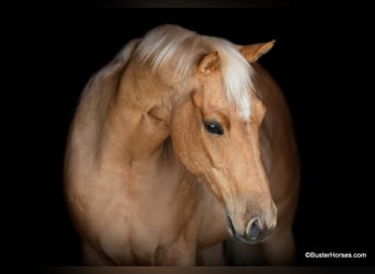 Quarter horse américain, Hongre, 4 Ans, 152 cm, Palomino