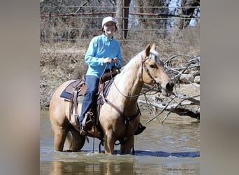 Quarter horse américain, Hongre, 4 Ans, 152 cm, Palomino