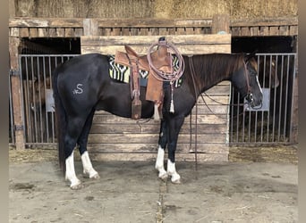 Quarter horse américain, Hongre, 4 Ans, 152 cm