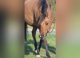 Quarter horse américain, Hongre, 4 Ans, 152 cm