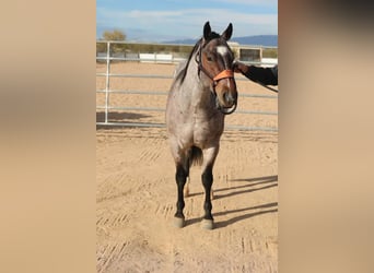 Quarter horse américain, Hongre, 4 Ans, 152 cm, Roan-Bay
