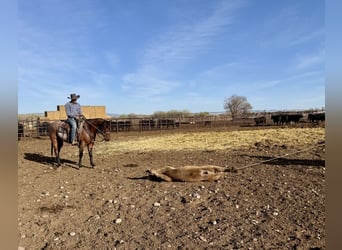 Quarter horse américain, Hongre, 4 Ans, 152 cm, Roan-Bay