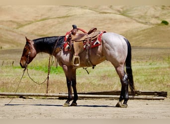 Quarter horse américain, Hongre, 4 Ans, 152 cm, Roan-Bay
