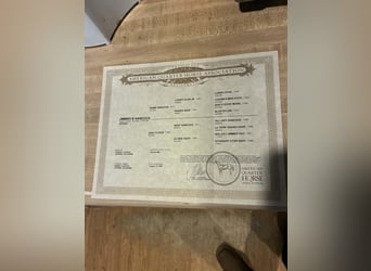 Quarter horse américain, Hongre, 4 Ans, 152 cm, Roan-Bay