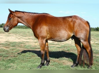 Quarter horse américain, Hongre, 4 Ans, 152 cm, Roan-Bay