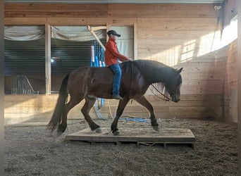 Quarter horse américain, Hongre, 4 Ans, 152 cm, Roan-Bay