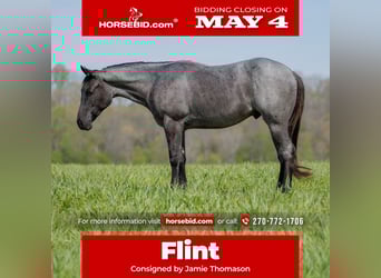 Quarter horse américain, Hongre, 4 Ans, 152 cm, Rouan Bleu